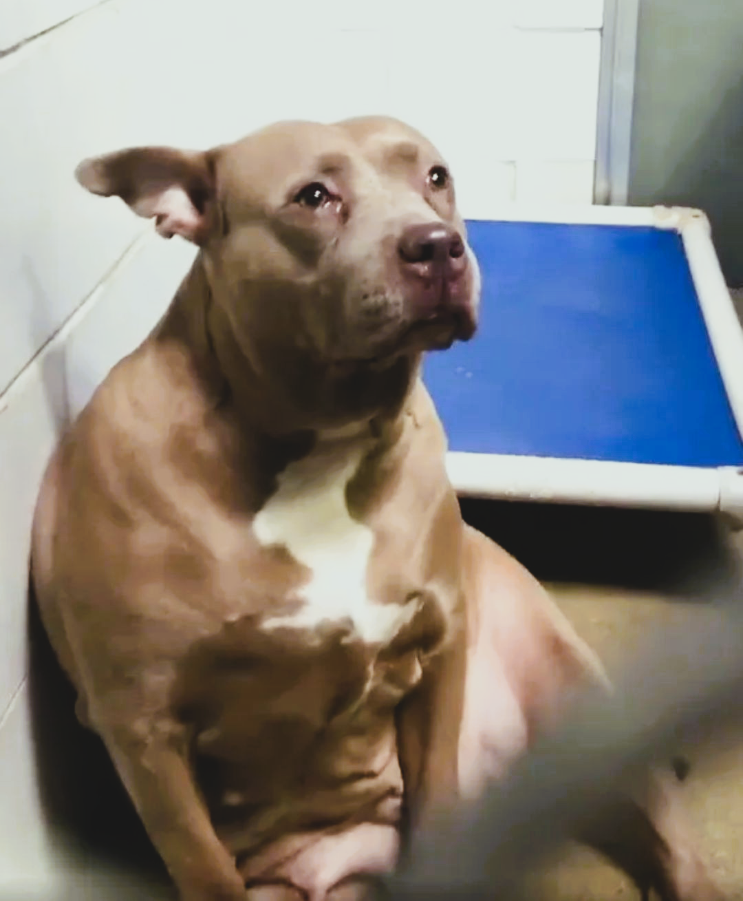 A Pitbull Mother Cries Out Loud After Being Left Alone Without Her Puppies