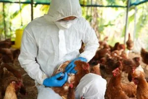 Shocking! H5N9 Bird Flu Strikes the US Poultry Industry for the First Time!